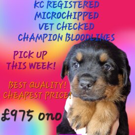 Rottweiler - Both