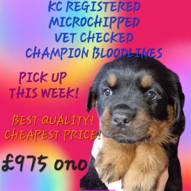 Rottweiler - Both