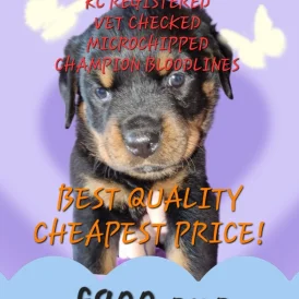 Rottweiler - Both