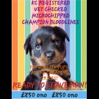 Rottweiler - Both
