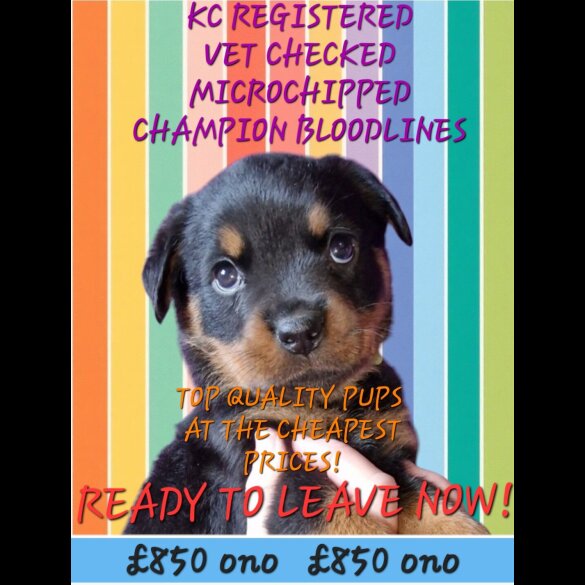 Rottweiler - Both