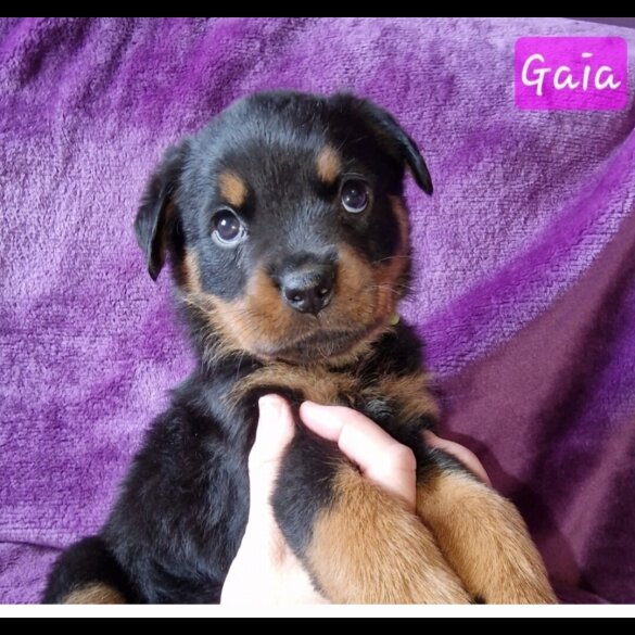 Rottweiler - Both