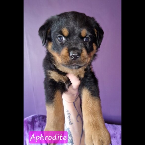 Rottweiler - Both