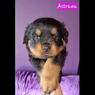 Rottweiler - Both