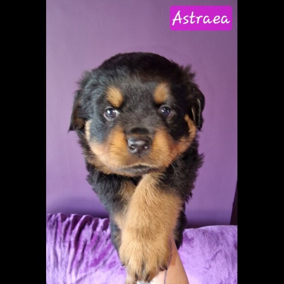 Rottweiler - Both