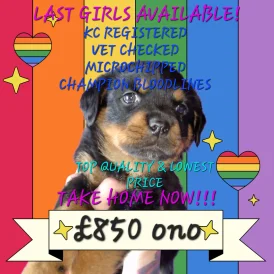 Rottweiler - Both