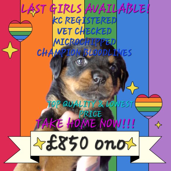 Rottweiler - Both