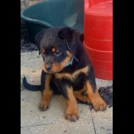 Rottweiler - Both