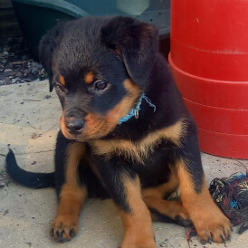 Rottweiler - Both