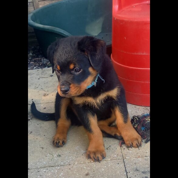 Rottweiler - Both
