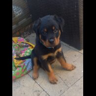 Rottweiler - Both