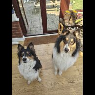 Rough Collie - Bitches
