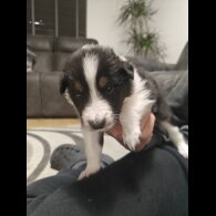 Rough Collie - Bitches