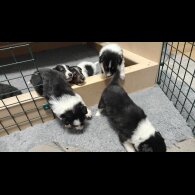 Rough Collie - Bitches