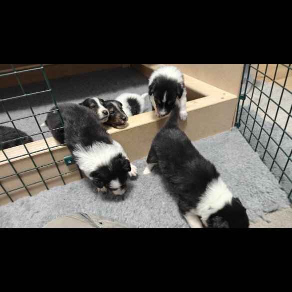 Rough Collie - Bitches