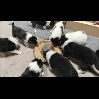Rough Collie - Bitches
