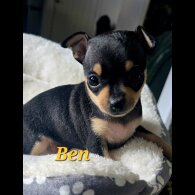 Russian Toy Terrier - Both