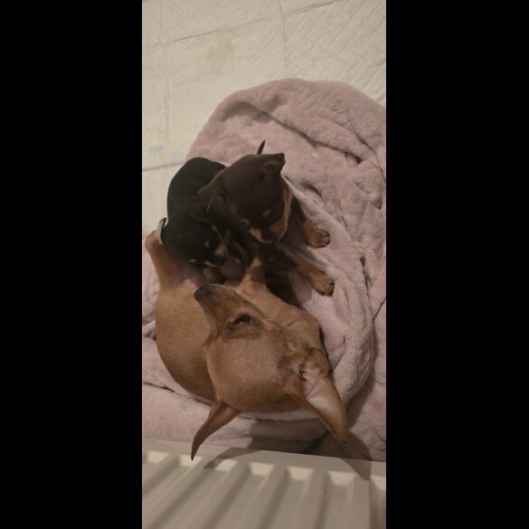Russian Toy Terrier - Both