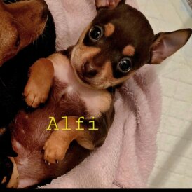 Russian Toy Terrier - Both