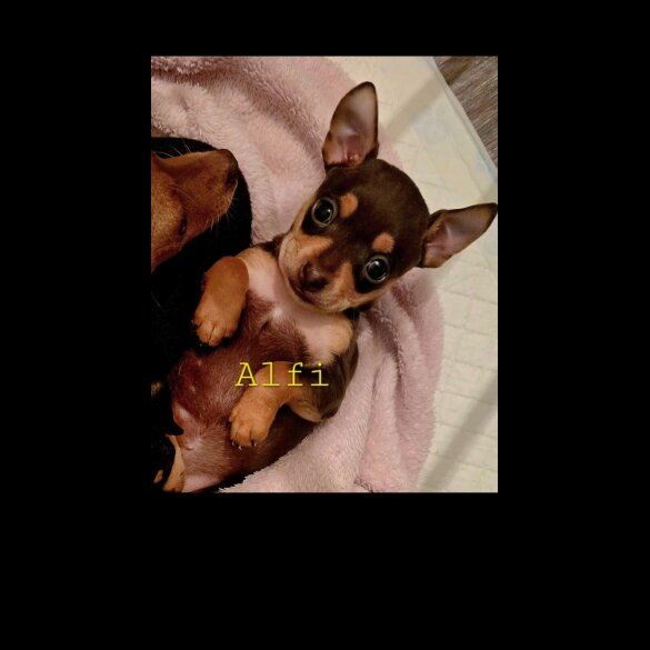 Russian Toy Terrier - Both