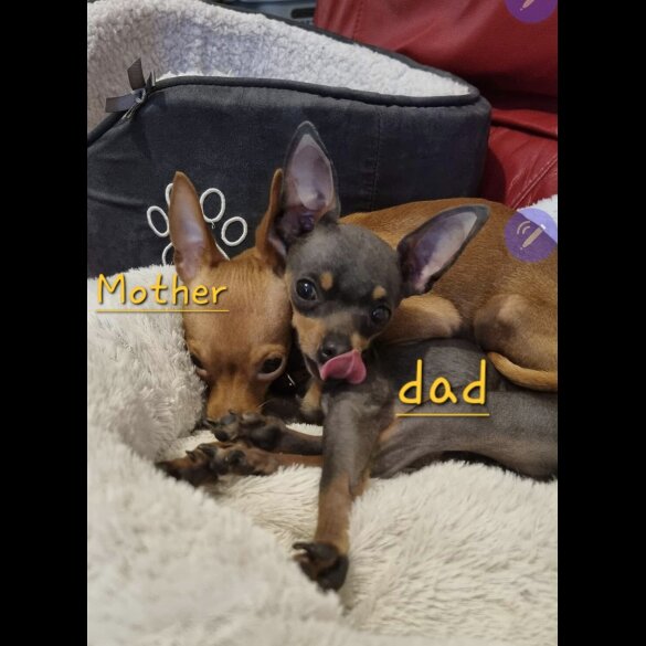 Russian Toy Terrier - Both