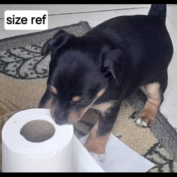 Jack Russell - Both