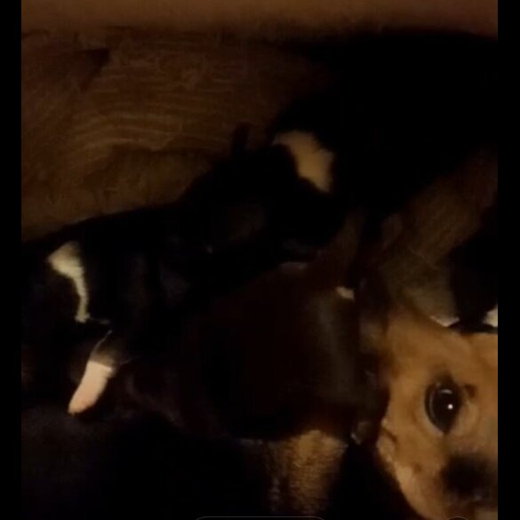 Jack Russell - Both