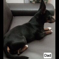 Jack Russell - Both