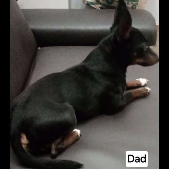 Jack Russell - Both