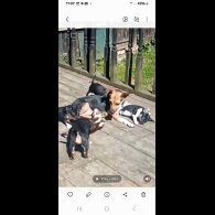 Jack Russell - Both