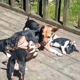 Jack Russell - Both