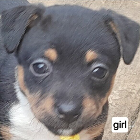 Jack Russell - Both