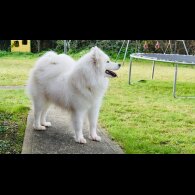 Samoyed - Both