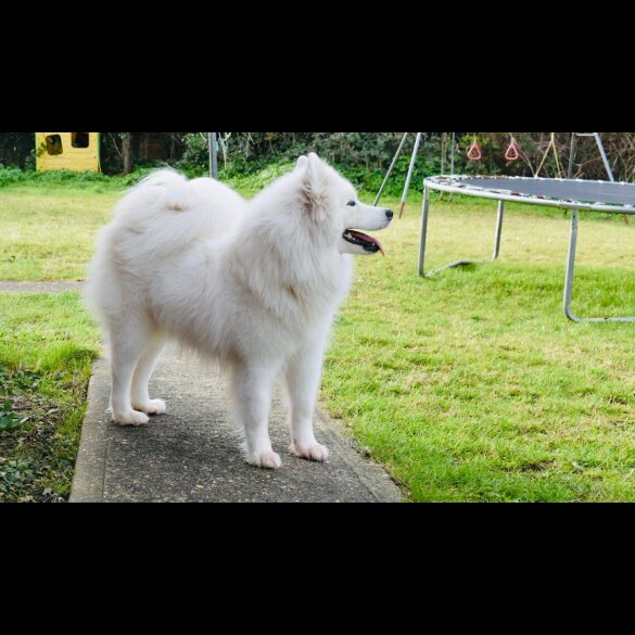 Samoyed - Both