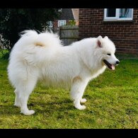 Samoyed - Both