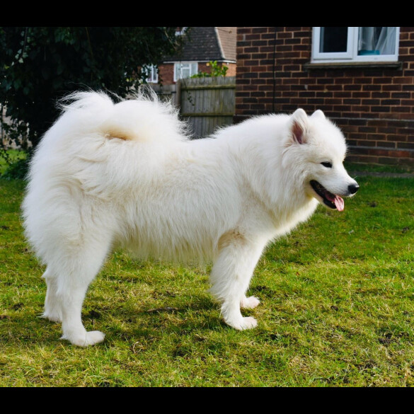 Samoyed - Both
