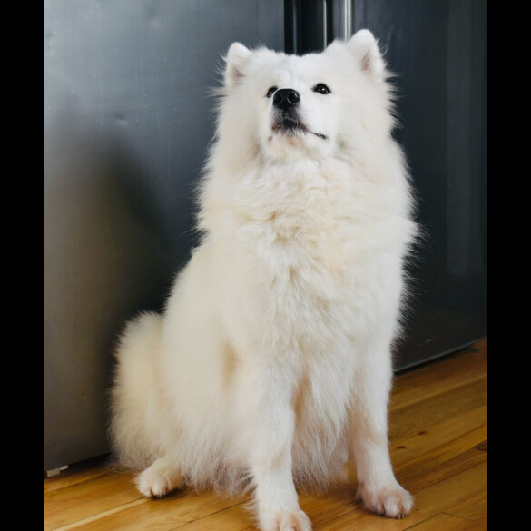 Samoyed - Both