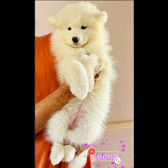 Samoyed - Both
