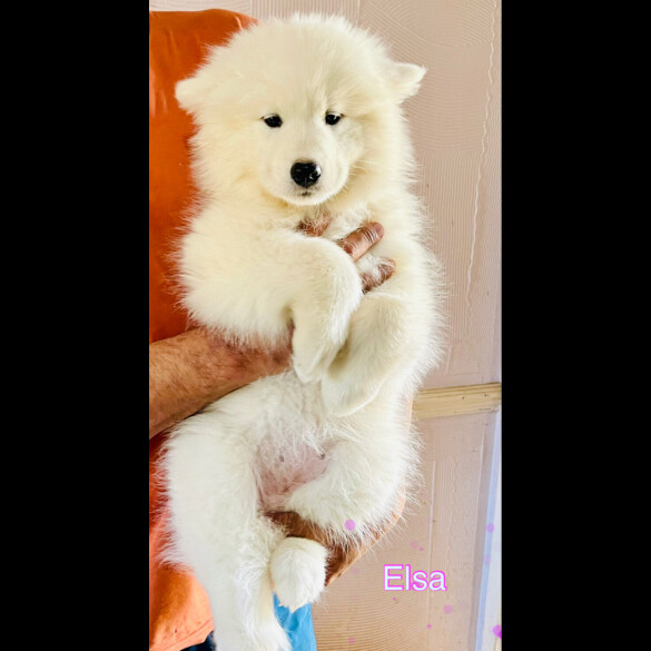 Samoyed - Both