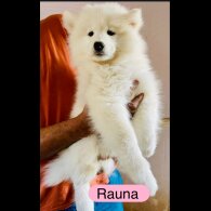 Samoyed - Both
