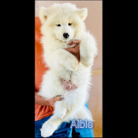 Samoyed - Both