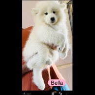 Samoyed - Both