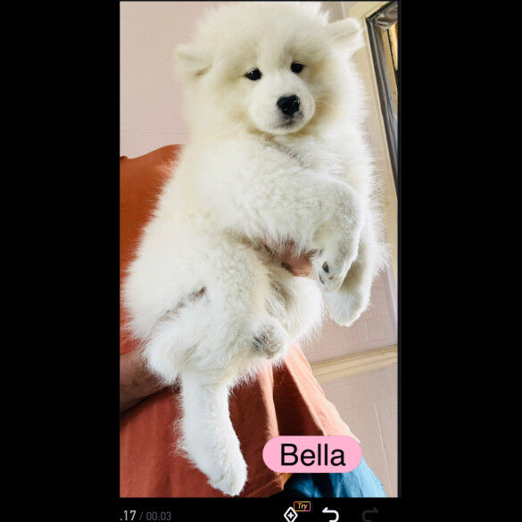 Samoyed - Both