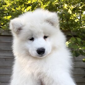 Samoyed - Both
