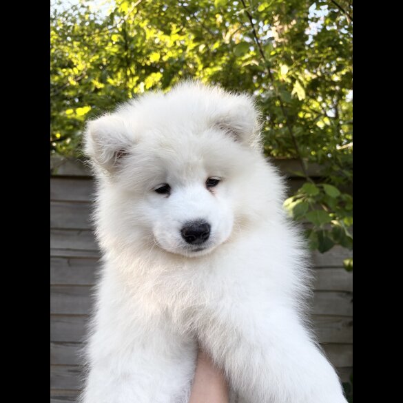 Samoyed - Both