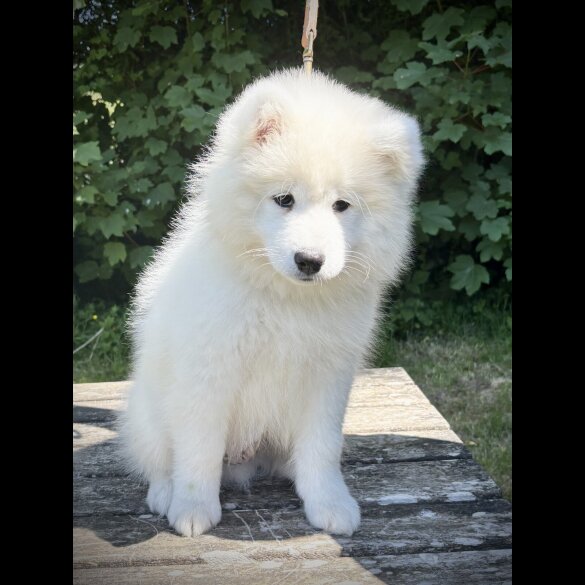 Samoyed - Both