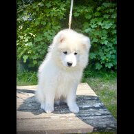 Samoyed - Both