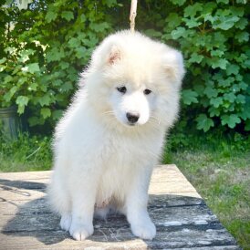 Samoyed - Both