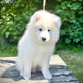 Samoyed - Both