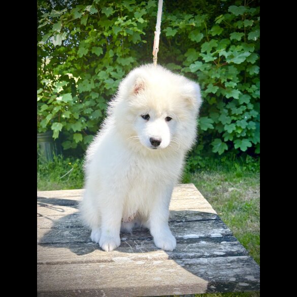 Samoyed - Both